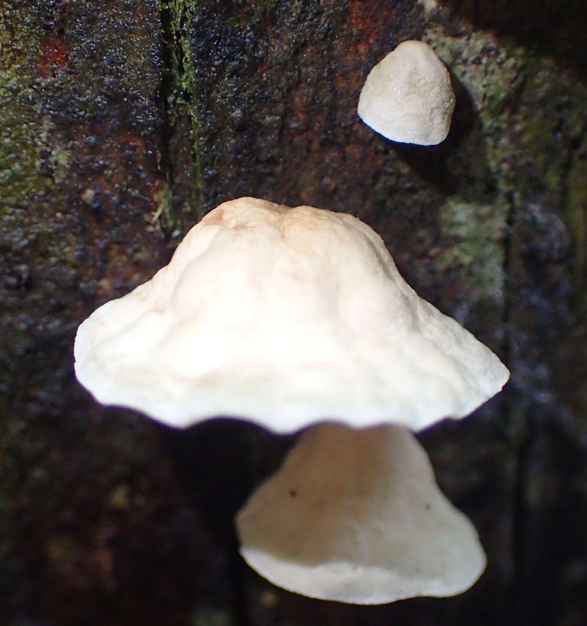 Campanella capensis (Berk.) D. A. Reid 1975的圖片