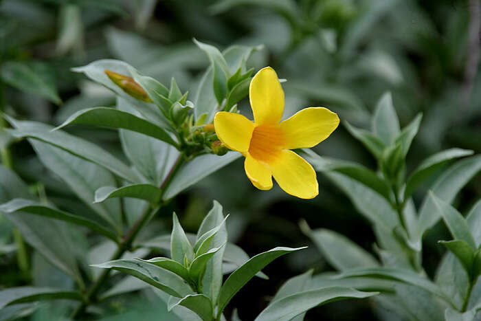 Image of golden trumpet