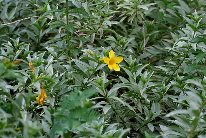 Image of golden trumpet