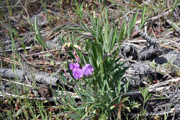 Imagem de Lathyrus pauciflorus subsp. brownii (Eastw.) Piper