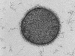 Image of Bacillus subtilis