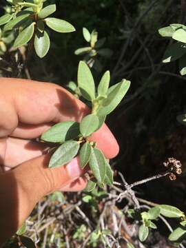 Image of Rhododendron adamsii Rehder