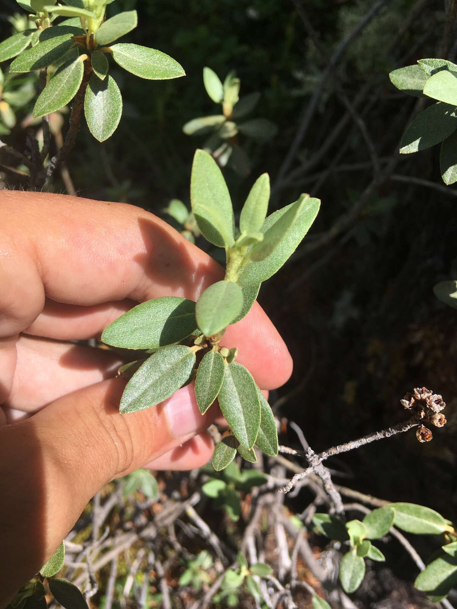 Imagem de Rhododendron adamsii Rehder