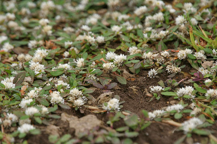 Слика од Alternanthera caracasana Kunth