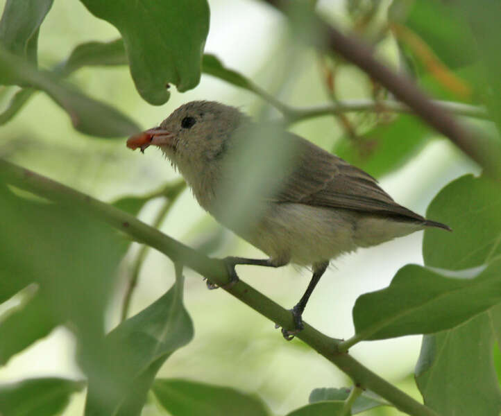 Plancia ëd Dicaeum erythrorhynchos (Latham 1790)