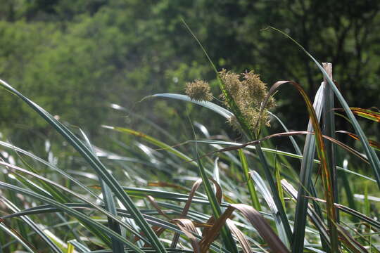 Imagem de Cyperus latifolius Poir.