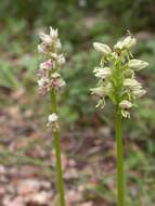 Orchis galilaea (Bornm. & M. Schulze) Schltr. resmi