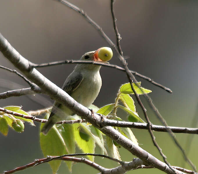 Plancia ëd Dicaeum erythrorhynchos (Latham 1790)