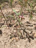 Image of Brewer's Monkey-Flower