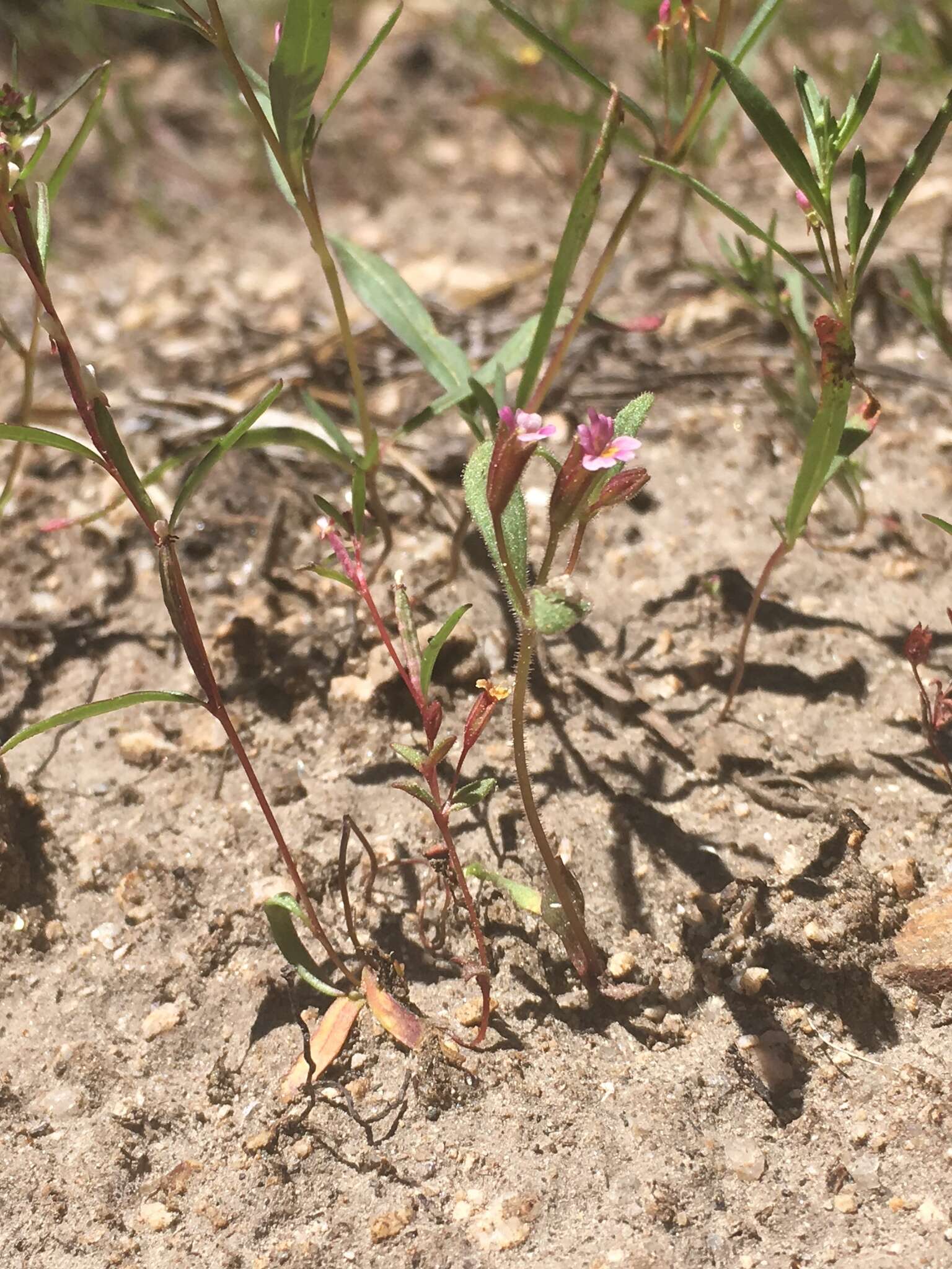 Image of Brewer's Monkey-Flower