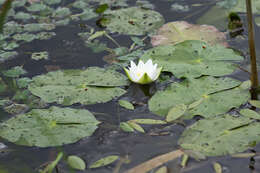 Image de Nymphaea tetragona Georgi