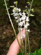 Image of heartleaf foamflower