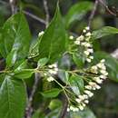 Image de Salmea scandens (L.) DC.