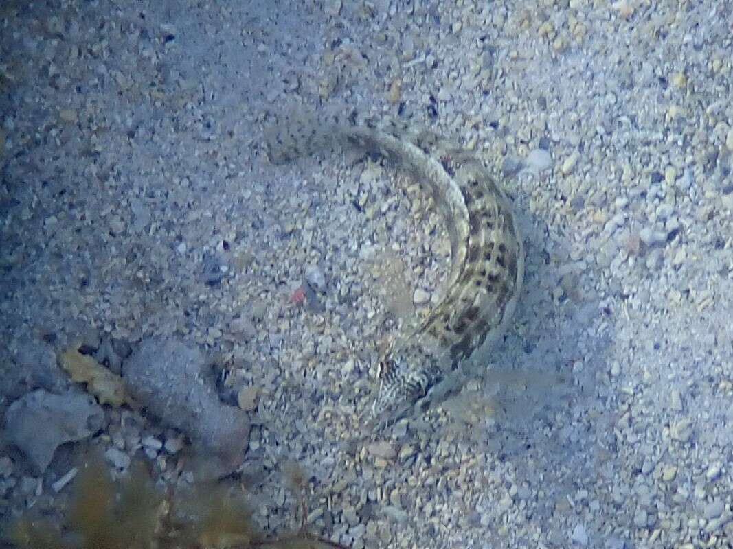 Image of Southern sharpnose sandperch