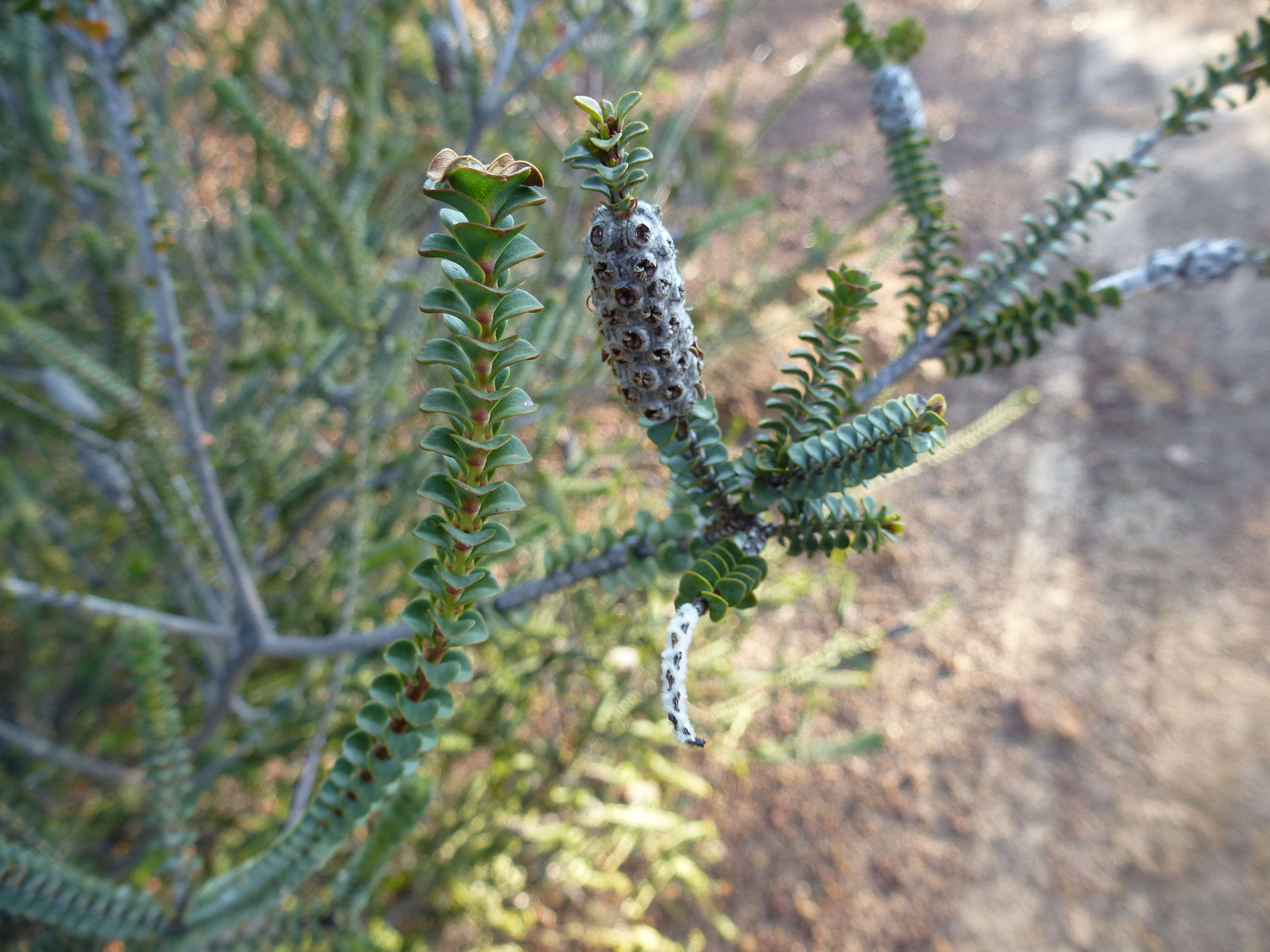 Image of Melaleuca orbifolia (F. Müll.) Craven & R. D. Edwards