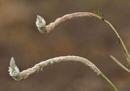 Imagem de Celosia argentea L.