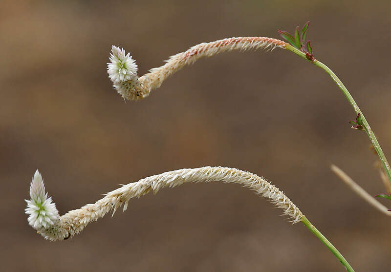 Imagem de Celosia argentea L.