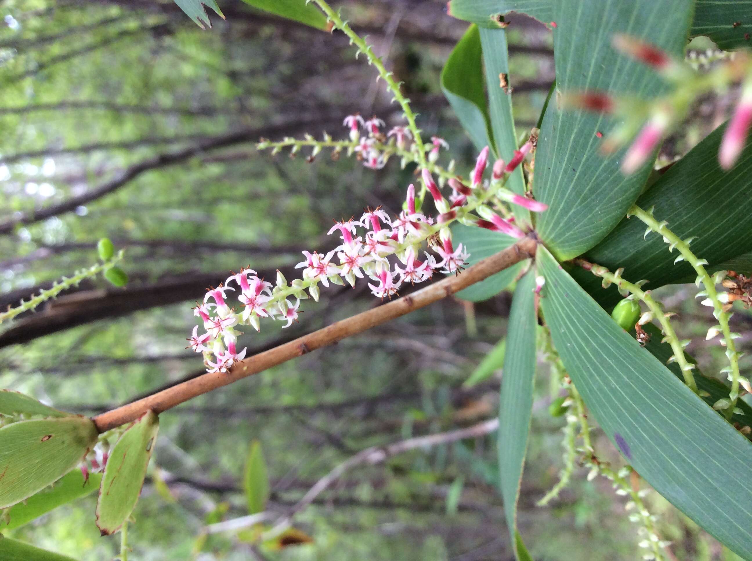 Sivun Leucopogon verticillatus R. Br. kuva