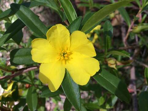 Image of Hibbertia cuneiformis (Labill.) Smith