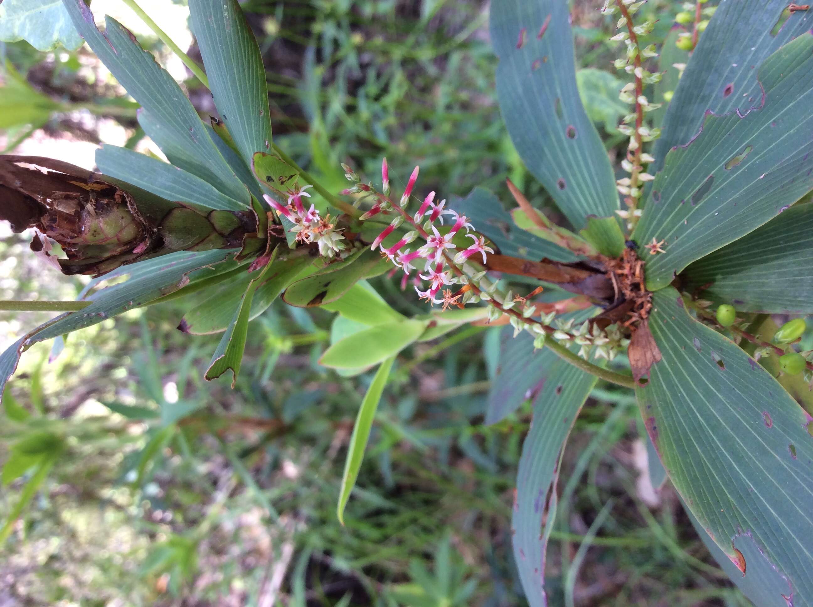 Sivun Leucopogon verticillatus R. Br. kuva