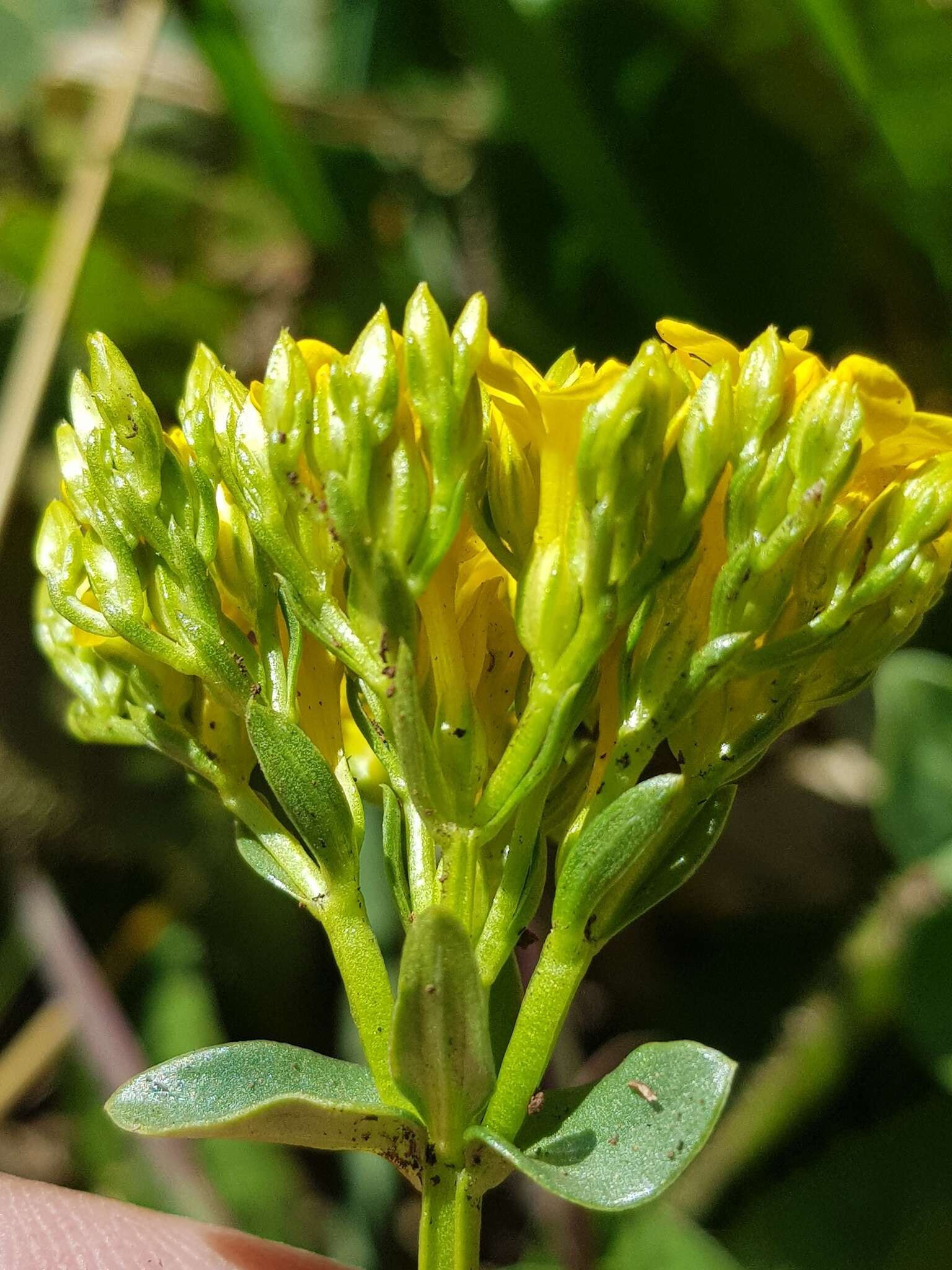 Image of Sebaea leiostyla Gilg