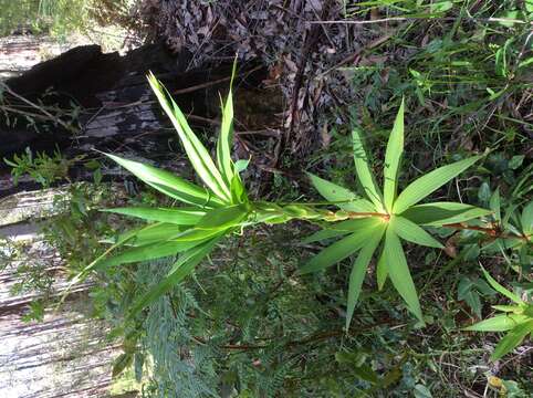 Image of Leucopogon verticillatus R. Br.