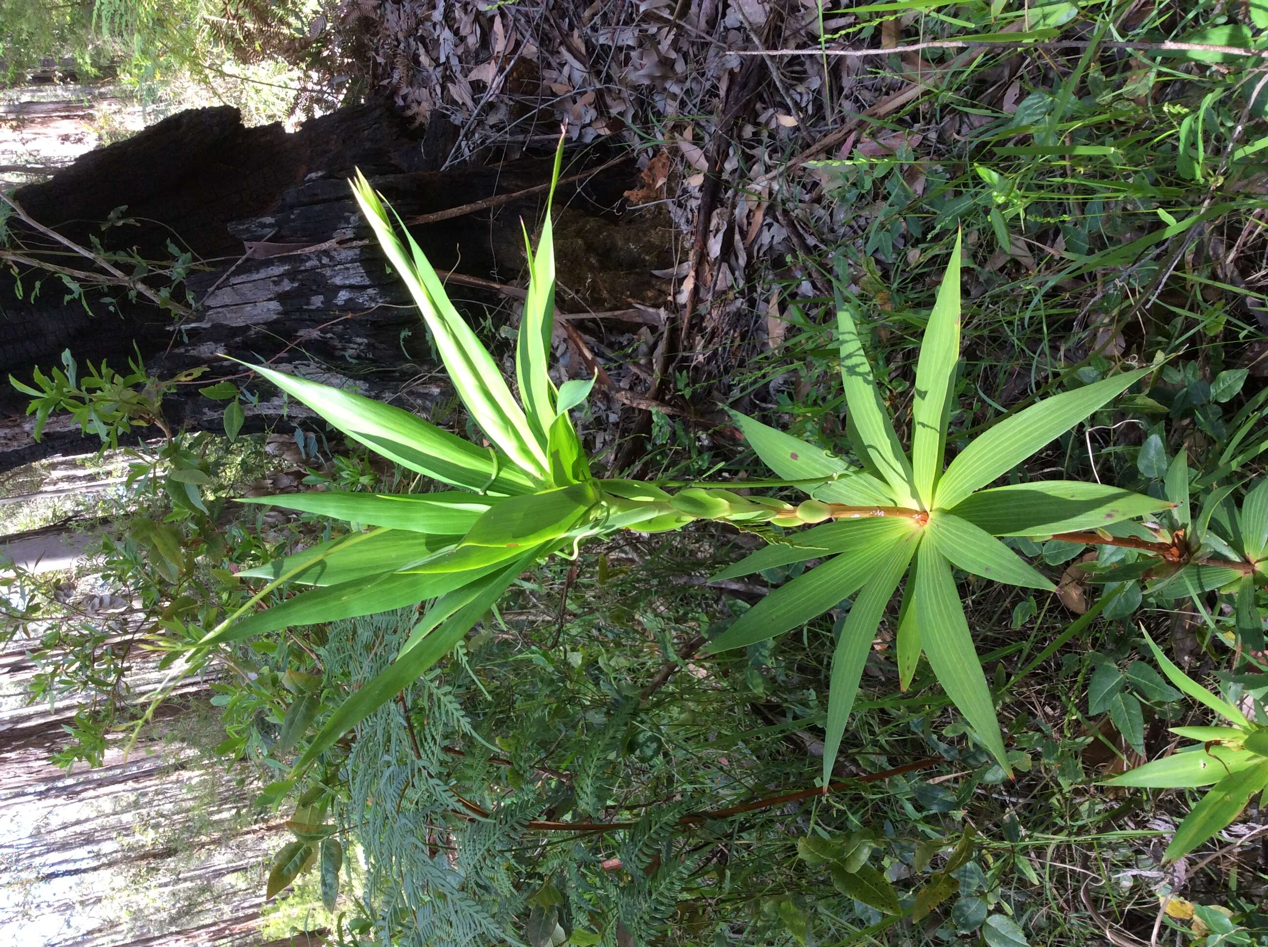 Sivun Leucopogon verticillatus R. Br. kuva