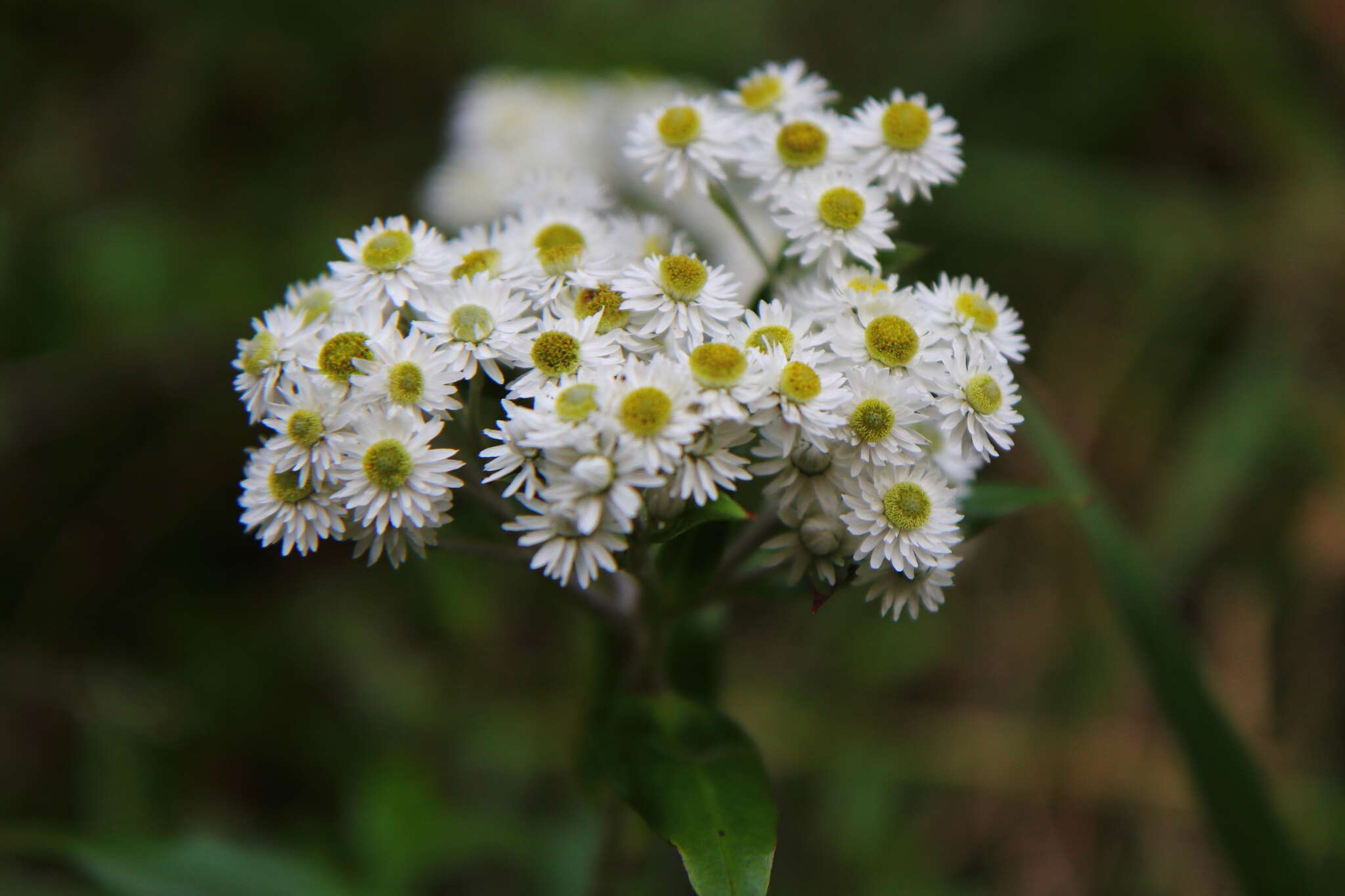 Image of <i>Anaphalioides trinervis</i>