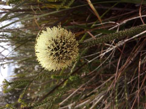 Image of Dasypogon bromeliifolius R. Br.