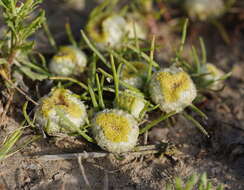 Image of Myriocephalus rhizocephalus (DC.) Benth.