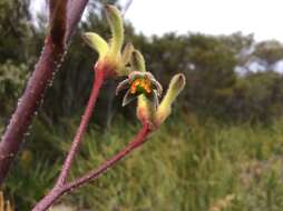 Image of Anigozanthos flavidus Redouté