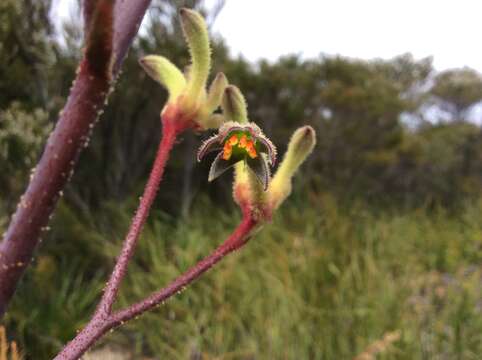 Image of Anigozanthos flavidus Redouté