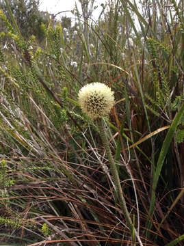 Image of Dasypogon bromeliifolius R. Br.