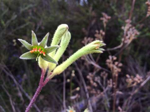 Image of Anigozanthos flavidus Redouté