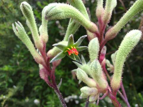 Image of Anigozanthos flavidus Redouté