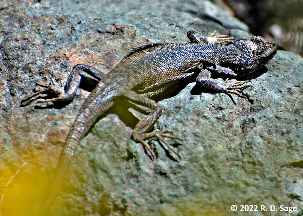 Image of Elongate Tree Iguana