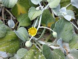 Image of Arctotheca populifolia (Berg.) T. Norl.