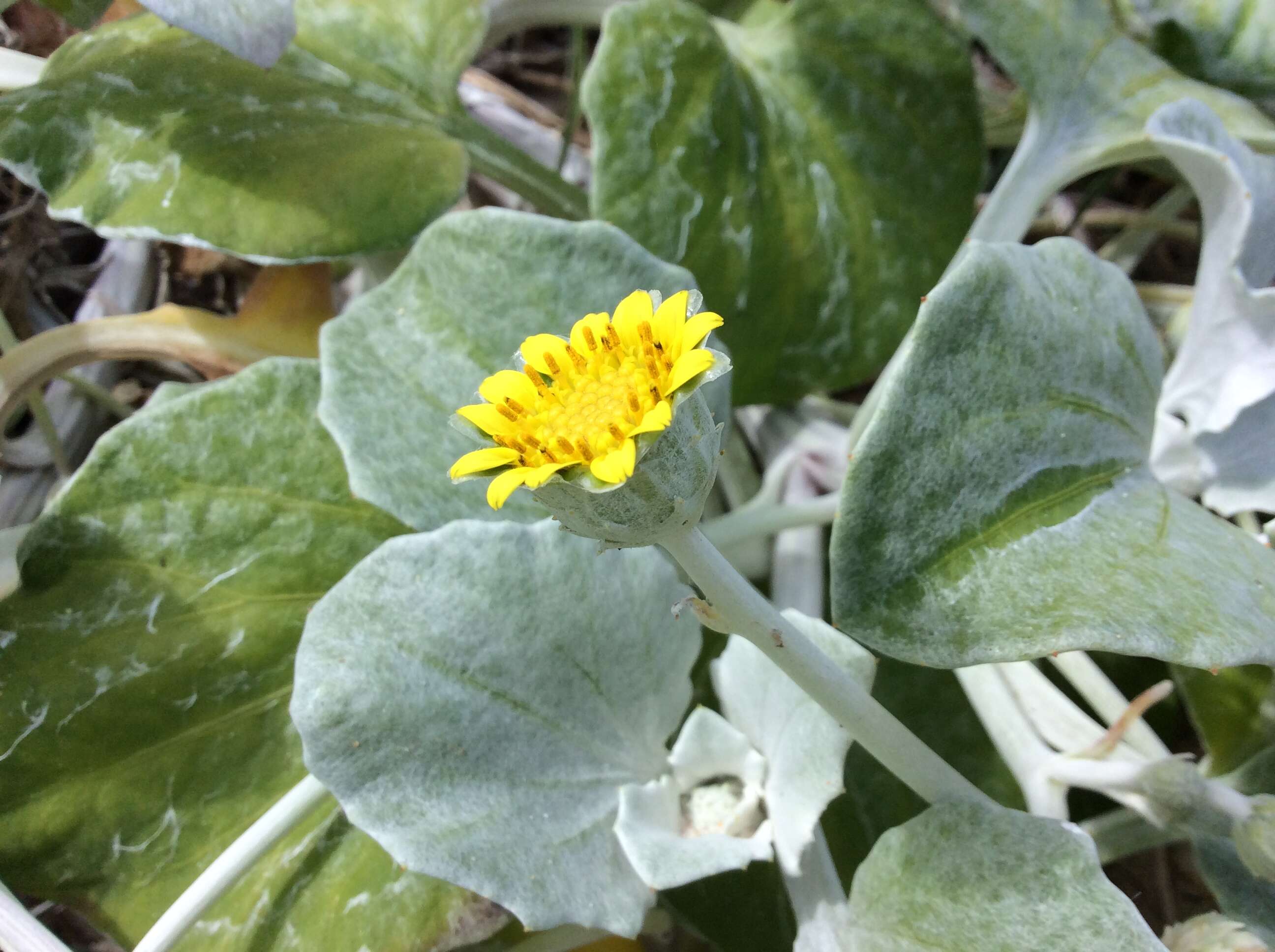 Image of Arctotheca populifolia (Berg.) T. Norl.