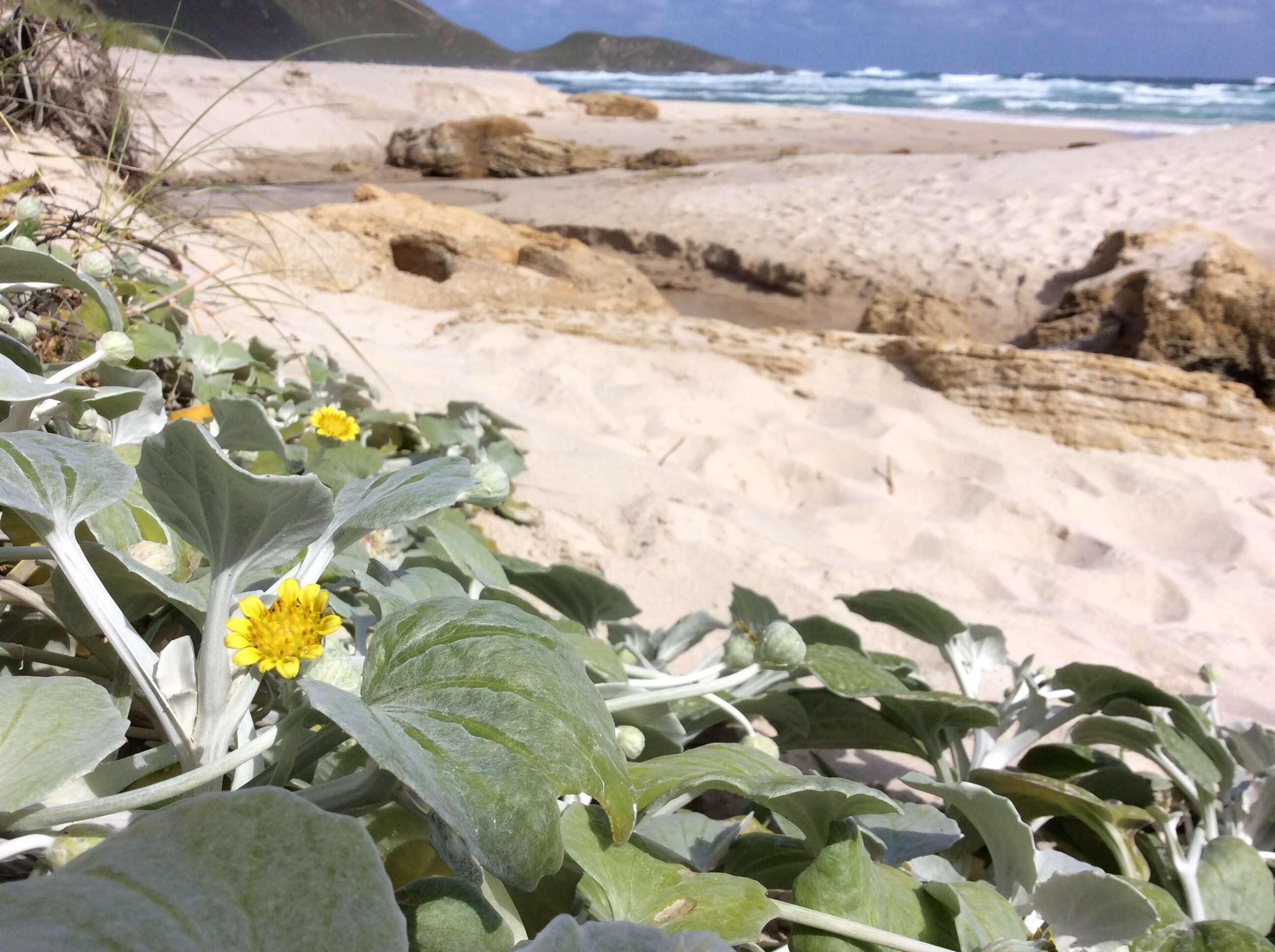 Image of Arctotheca populifolia (Berg.) T. Norl.