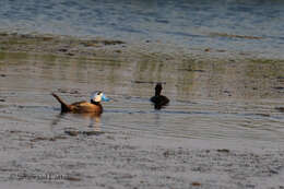 Image of White-headed Duck