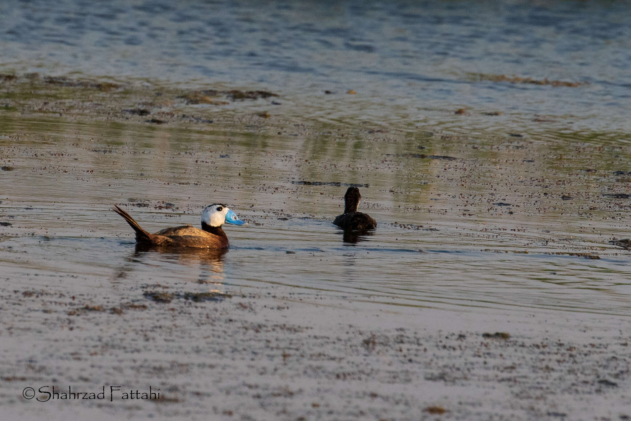 Image of White-headed Duck