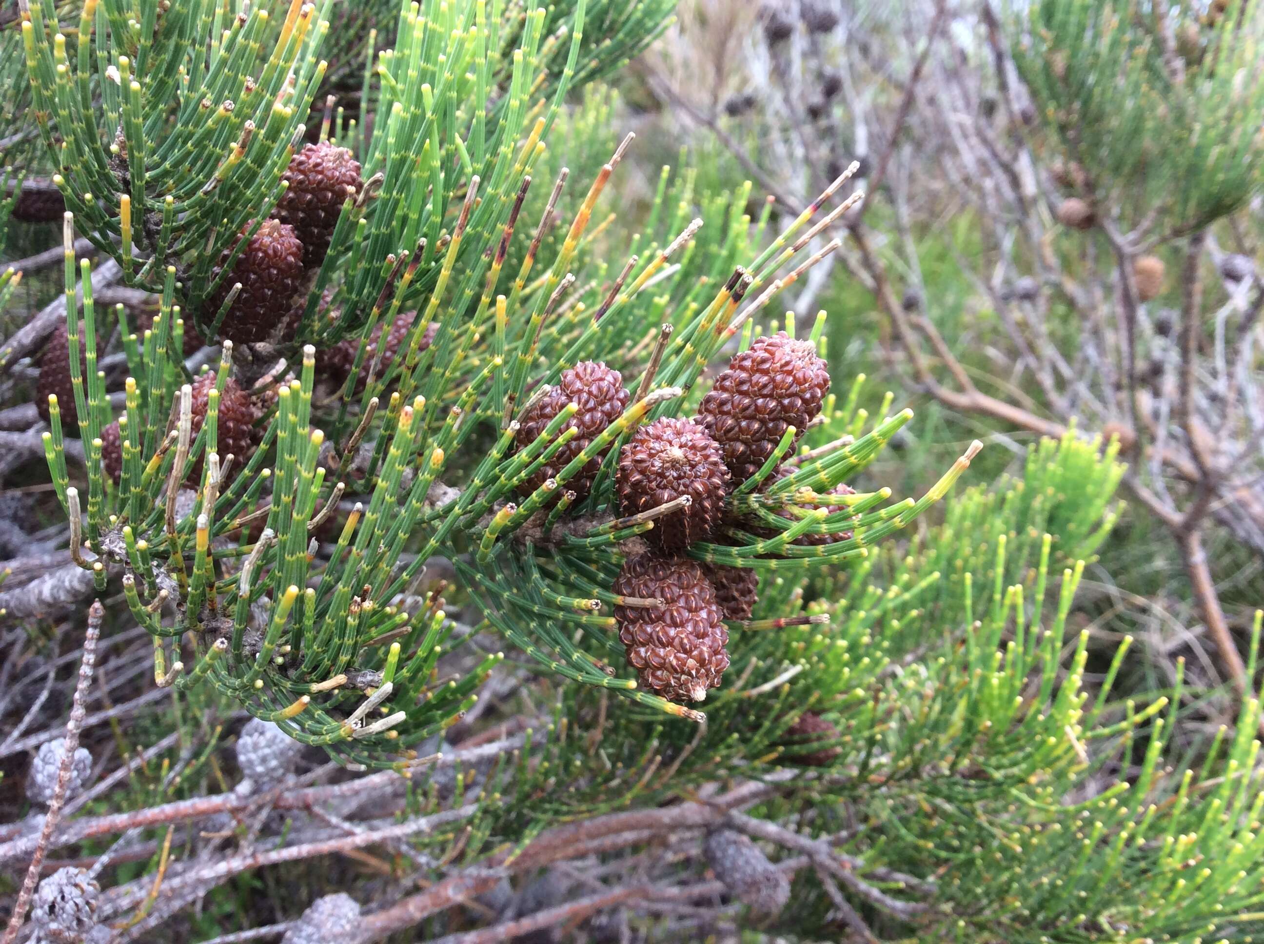 Image of Allocasuarina humilis (Otto & A. Dietr.) L. A. S. Johnson