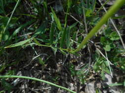 Imagem de Vicia sativa subsp. nigra (L.) Ehrh.