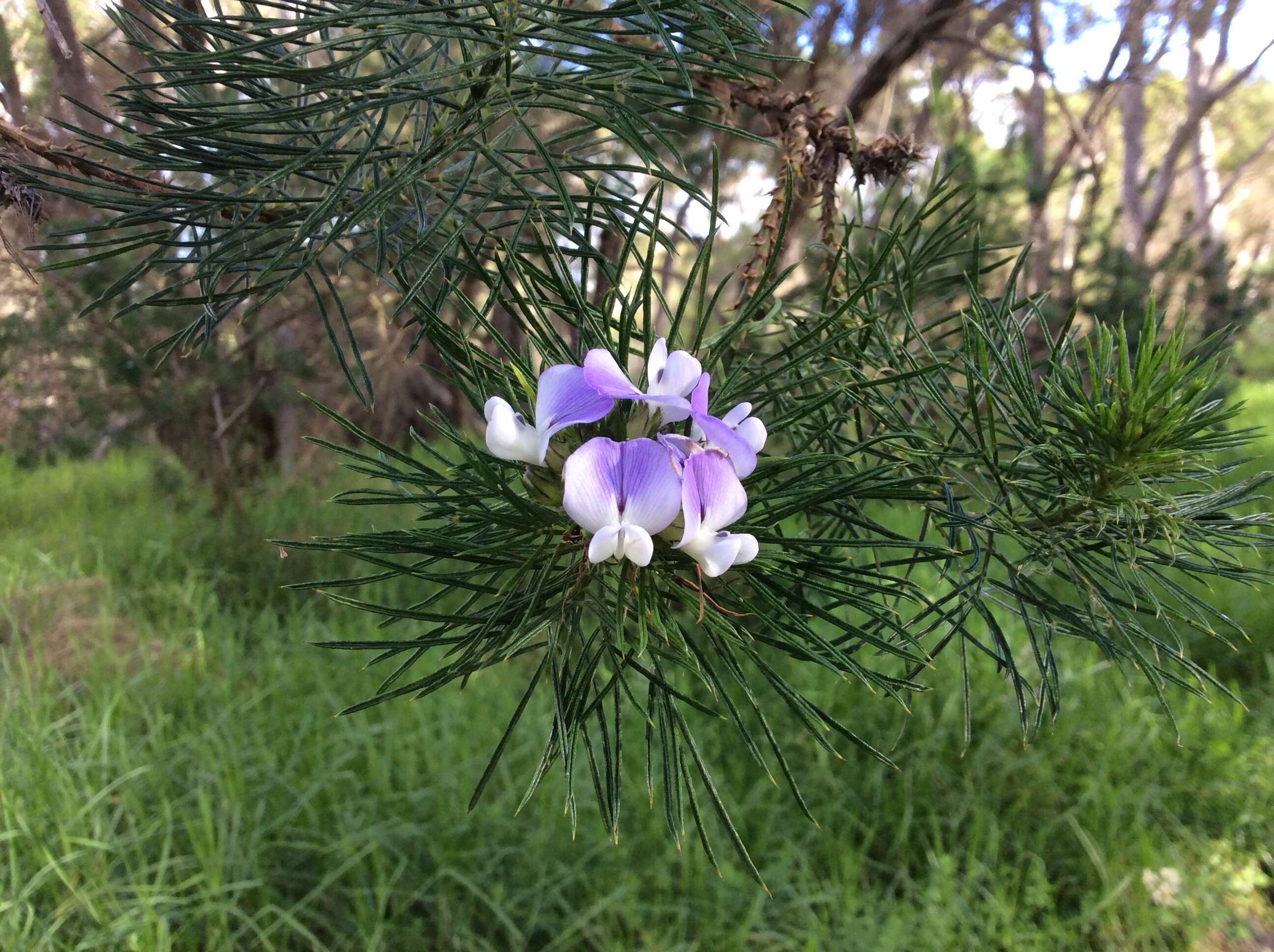 صورة Psoralea pinnata L.