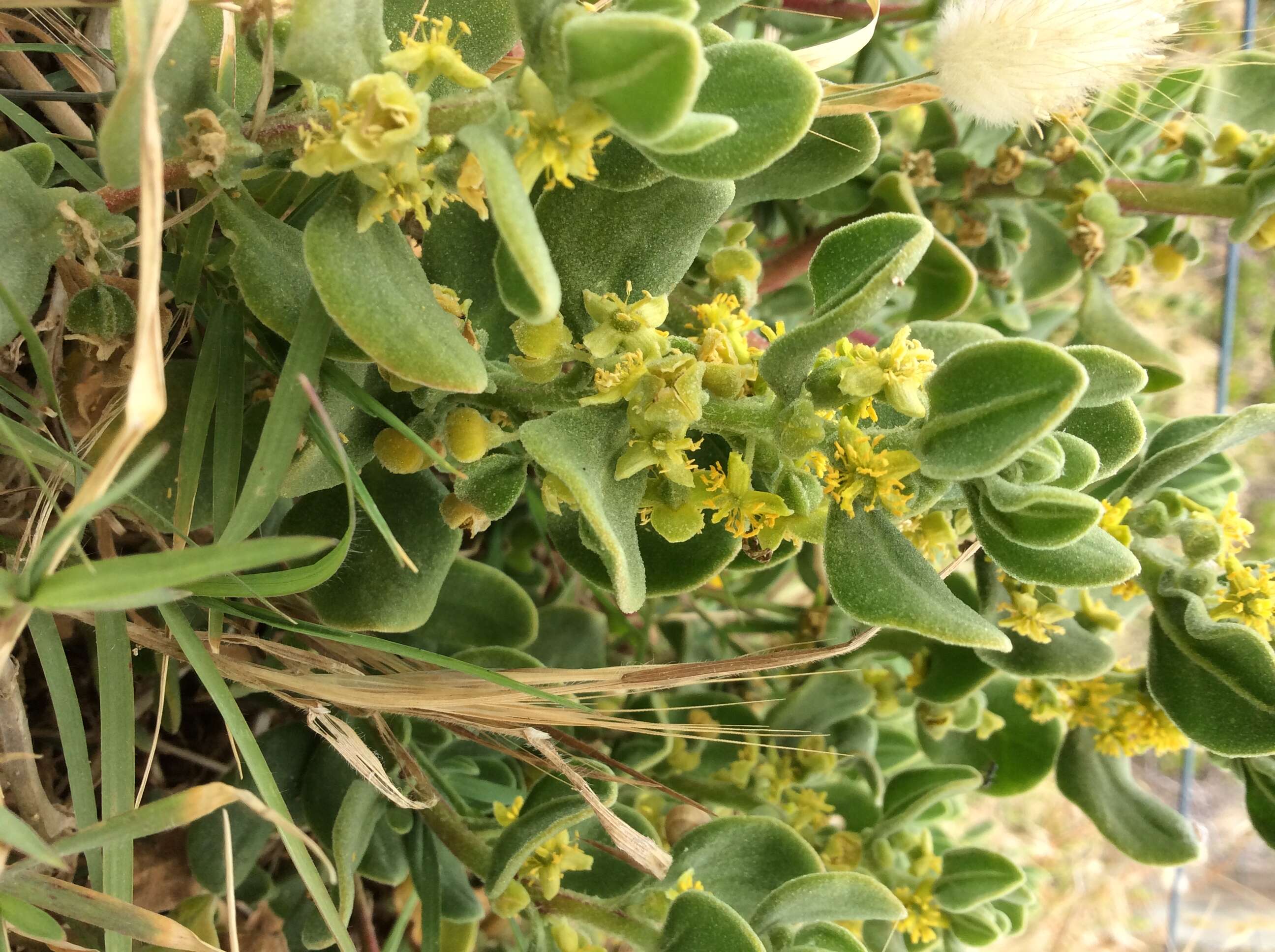 Sivun Tetragonia decumbens Mill. kuva