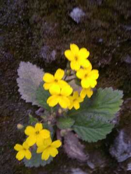 Plancia ëd Primula floribunda Wall.