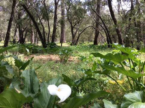 Image of Arum lily