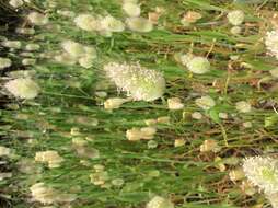 Image of harestail grass