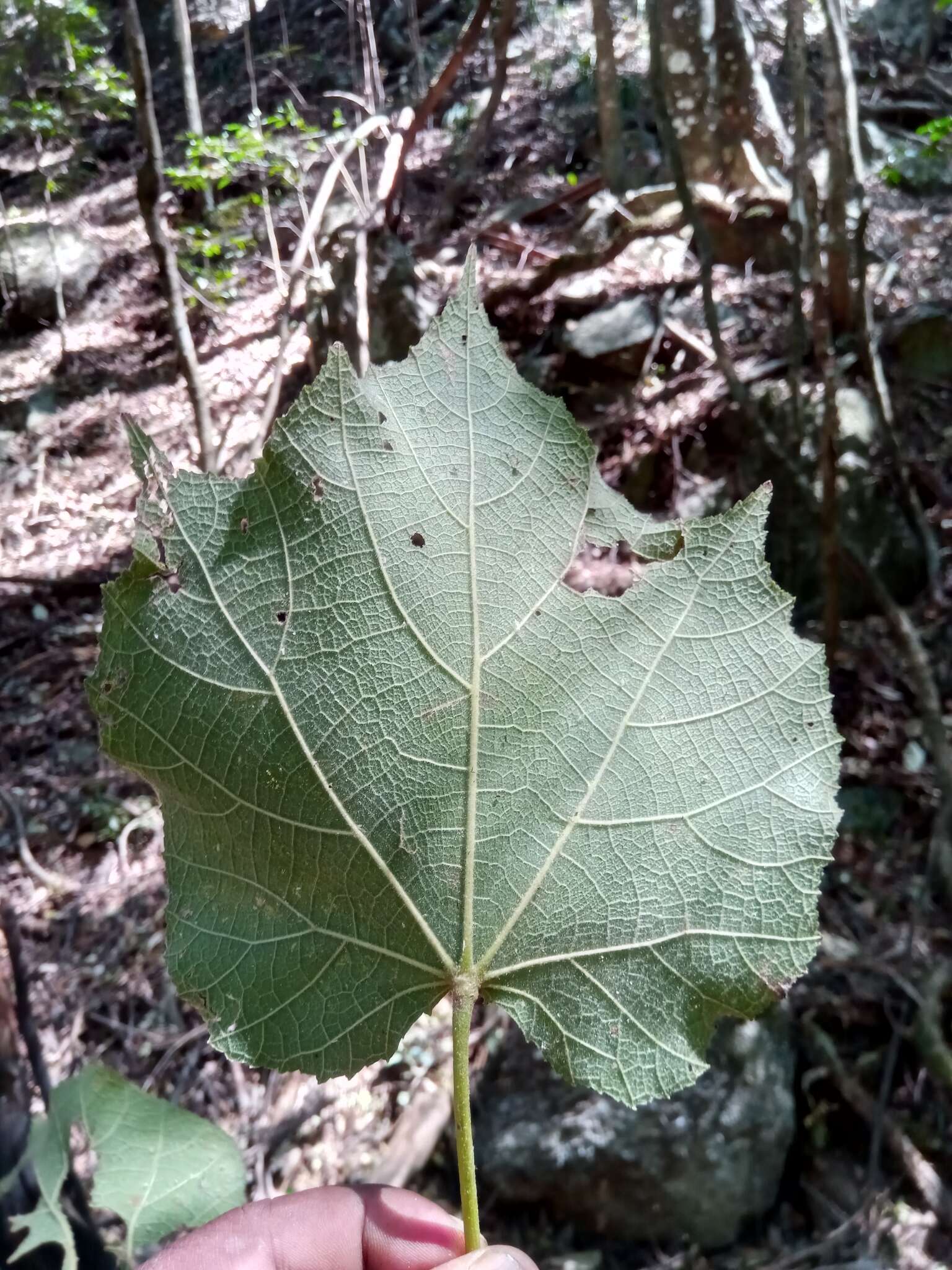 Dombeya cannabina Hilsenb. & Boj. ex Hook. resmi