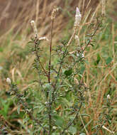 Imagem de Celosia argentea L.